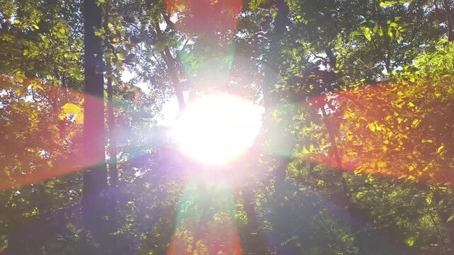 Trees in the forest with sunlight, Chiangmai Thailand.	