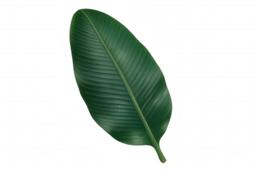 Tropical banana leaf with green texture, botanical plant foliage, nature background with ample copy space