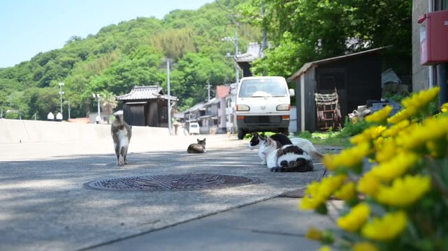 真鍋島の猫 （岡山県笠岡市, 2025年5月）