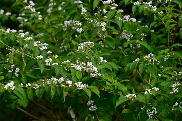Japanese beautyberry (Calicarpa japonica f. albibacca) white berries. Lamiaceae deciduous shrub....