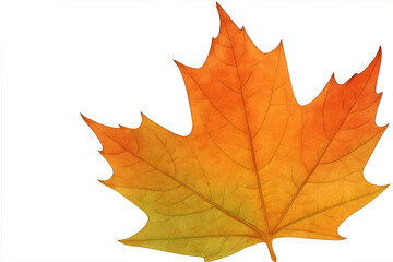 Fototapeta premium Autumn maple leaf changing color, falling season, drawing elements with transparent background