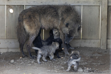 Grey Wolf (Canis lupus) Mother Nursing Her Pups in Barn