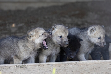 Grey Wolf (Canis lupus) Pups in Den Showing Early Social Interaction