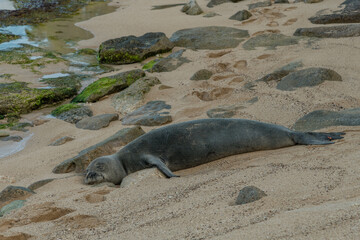 Hawaiian Monk Seal resting on the beach in west Oahu, Hawaii