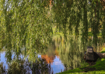 Branches of a weeping willow tree hanging over the edge of a small lake with reflections, calm water, nobody
