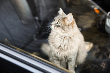 Cute cat near window in car, view from outside. Adorable pet