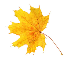 One maple leaf isolated on white. Autumn season