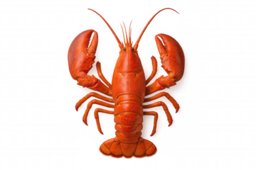 Cooked red lobster, gourmet seafood delicacy, preparing luxury dinner, fresh crustacean ingredient, transparent background