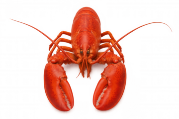 Cooked red lobster showcasing delicious seafood for fine dining. Overhead view with a transparent background