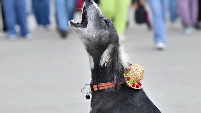 Saluki dog howling outdoors, wearing a straw sombrero hat with decorations.
