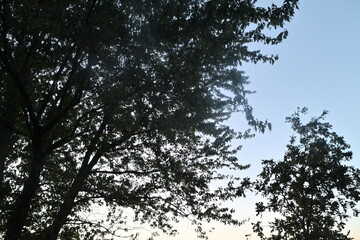 Sunset Trees