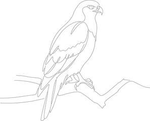 Obraz premium Simple Outline Line Drawing of a Falcon Perched on Branch Illustration