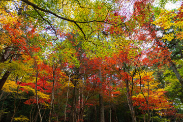 日本の風景・秋　静岡県森町　紅葉の小國神社