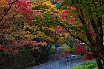 日本の風景・秋　静岡県森町　紅葉の小國神社