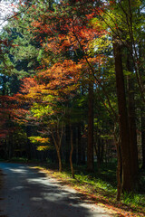 Fototapeta premium 日本の風景・秋 静岡県森町 紅葉の小國神社