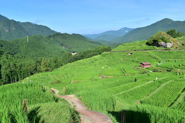 三重　三重県　丸山千枚田