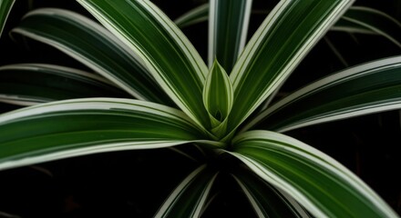 Closeup of a spider plant with green and white striped leaves against a dark background