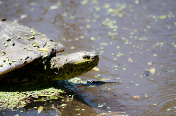 Tortuga Acuatica