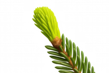 Fresh spruce bud opening in spring, showing new light green growth, symbolising renewal and fresh starts