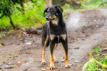 Photograph of a black stray dog