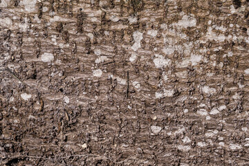 Natural texture of dry trunk.