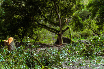Deforestation, cutting down trees from a forest