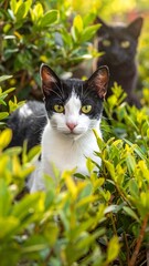 Two cats amidst lush greenery, a bright sunny scene