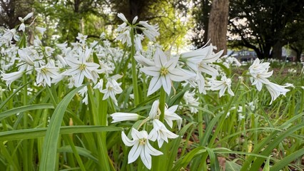 Fresh three corner leek with white flowers and green stems wild edible plant with mild garlic...