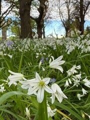 Fresh three corner leek with white flowers and green stems wild edible plant with mild garlic...