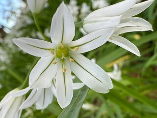 Fresh three corner leek with white flowers and green stems wild edible plant with mild garlic flavor used in salads soups and cooking natural spring herb aromatic and healthy ingredient