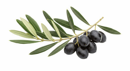 olive branch with green olives and leaves, realistic artistic botanical illustration symbolizing peace, nature, and Mediterranean freshness on white background