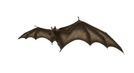 Oil paint of bat isolated on white background, realistic artistic illustration showing detailed wings and body texture symbolizing night, wildlife, and mysterious nature