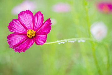 Pink Cosmos Flower With Dewdrops On Soft Green Background