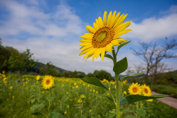 Bright Yellow Sunflower Against Blue Sky Background