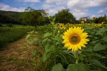 Vibrant Sunflower Bloom in Open Countryside Field