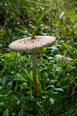 Wild Mushroom Growing on Green Grass after Rain