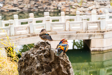 A pair of swans are standing on the rocks of the artificial hill.