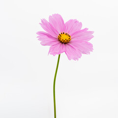 Pink cosmos flower with straight green stem on white background