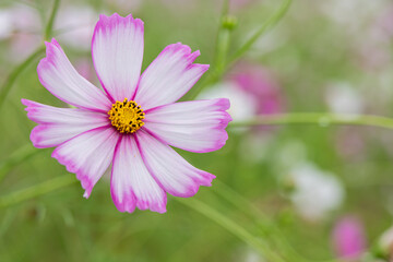 Obraz premium Pink and White Cosmos Flower in Soft Focus Background