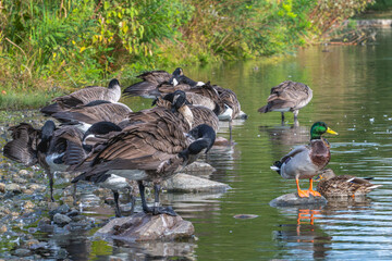 Flock of Canada geese and mallard ducks on the lakeshore.