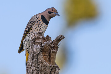 Northern flicker looks curiously at the camera as it perches on a tree stump.