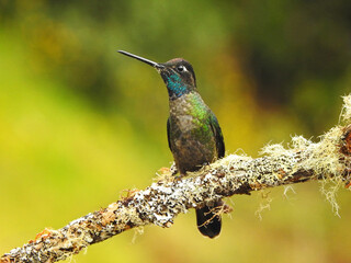 hummingbird on a branch