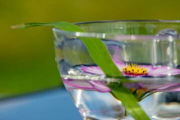 Cosmos Flower Floating in Glass Cup with Green Background Reflection