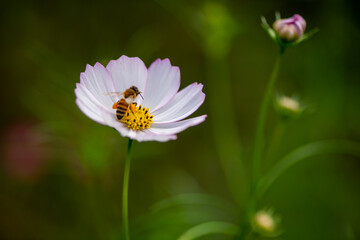Honey Bee Collecting Pollen on Pink Cosmos Flower in Soft Green Background