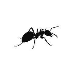 Silhouette of a solitary ant in sharp focus symbolizing nature insect life and the miniature world often overlooked isolated on white background Vector Illustration