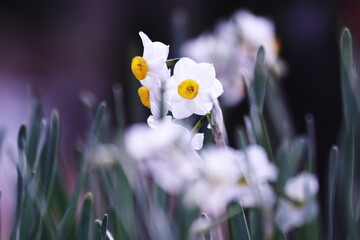 白い水仙の花