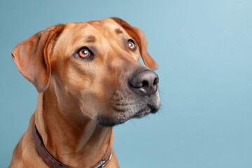 Obraz premium Close-up portrait of a brown dog with a collar on light blue background
