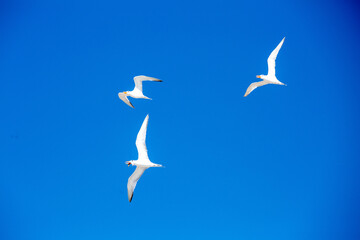 Seagulls chasing another to steal his fish meal