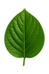 Obraz premium Green Leaf Transparency High quality Realistic image.