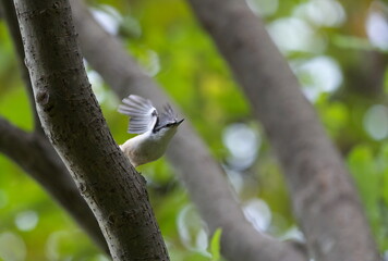 飛び立つゴジュウカラ